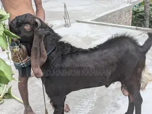 পাঠাবি বিক্রয় করা হবে