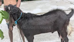 পাঠাবি বিক্রয় করা হবে