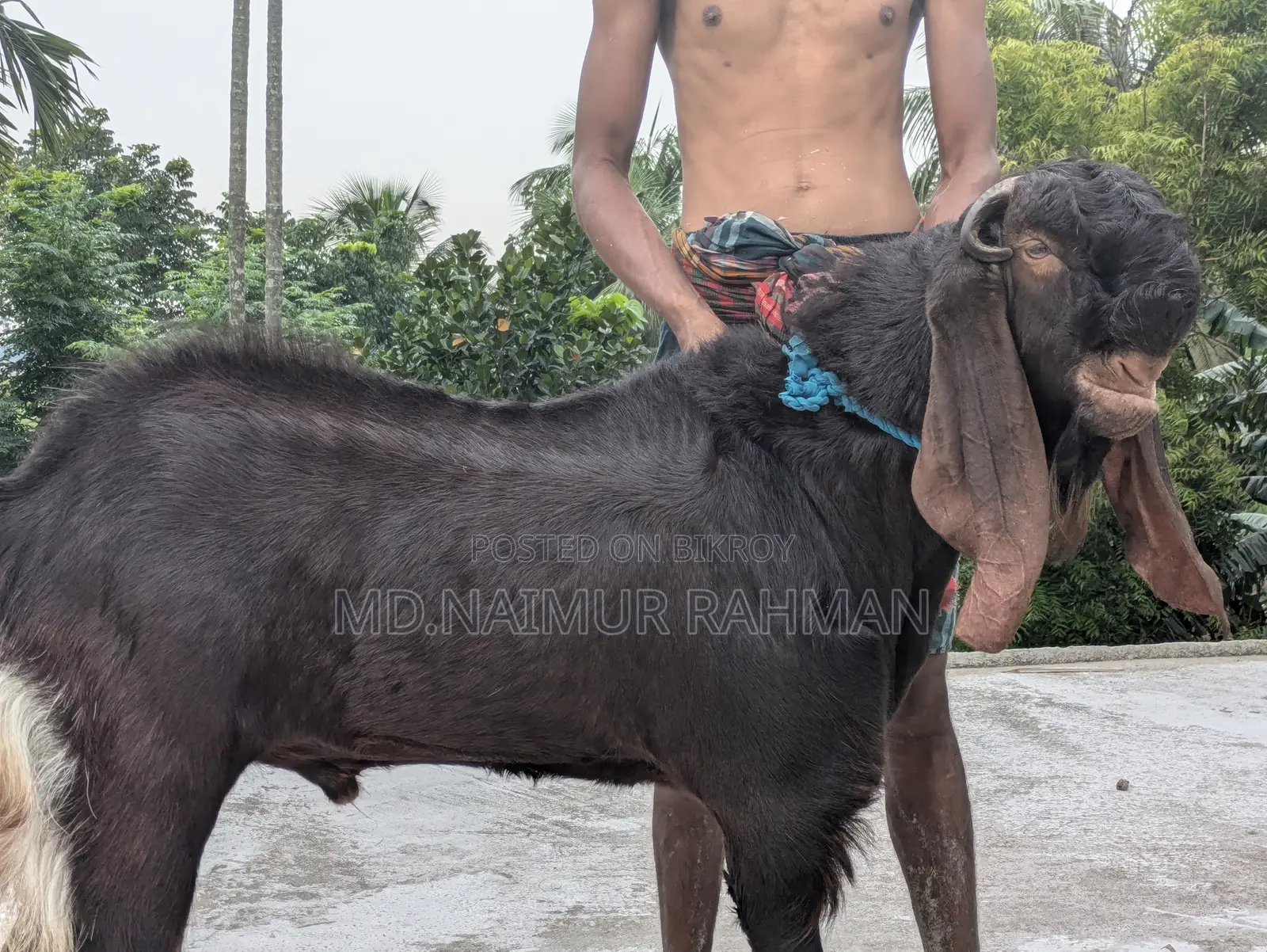 পাঠাবি বিক্রয় করা হবে