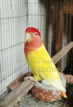 Love bird for sale