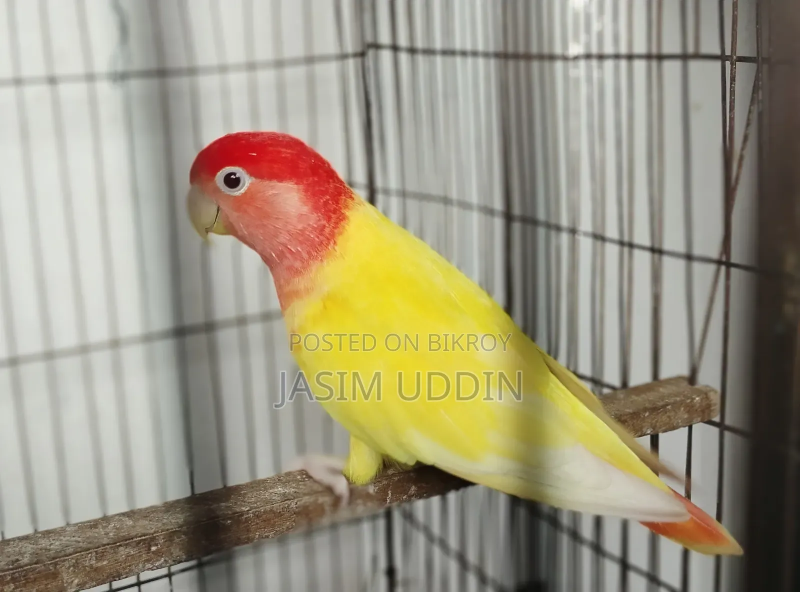 Love bird for sale