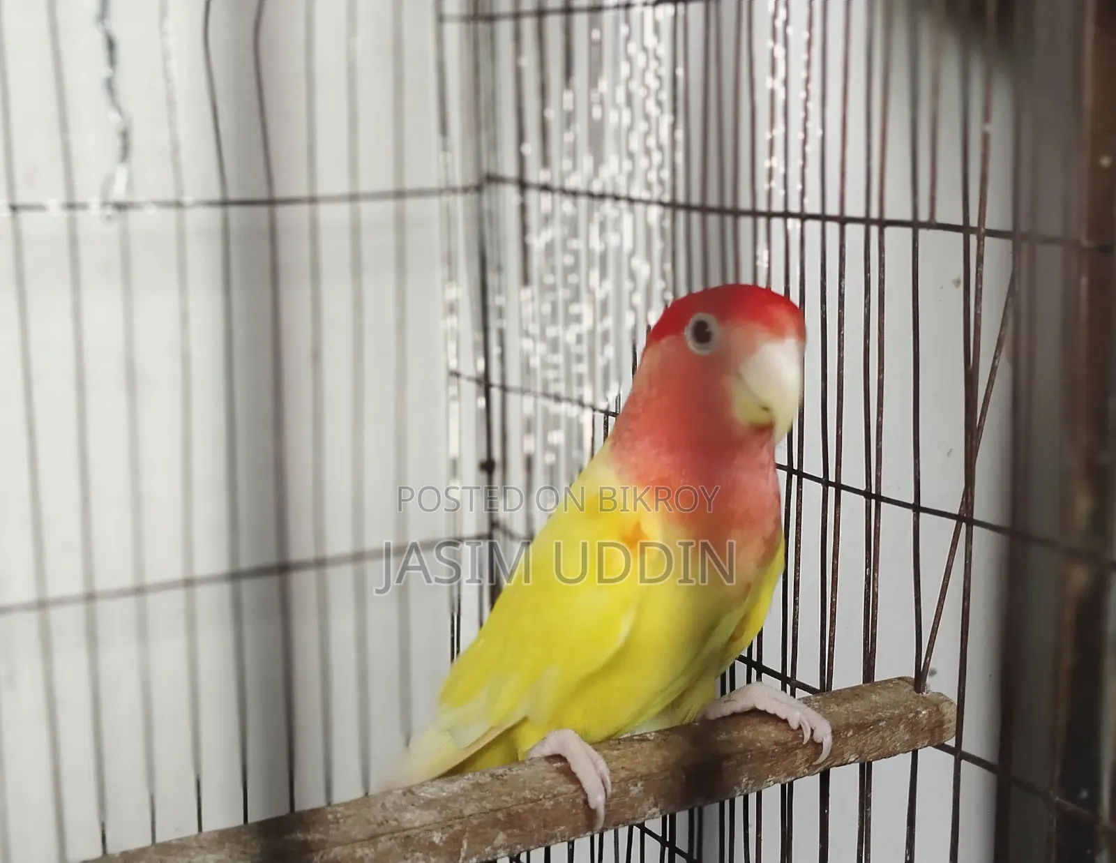 Love bird for sale