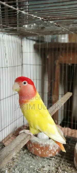 Love bird for sale