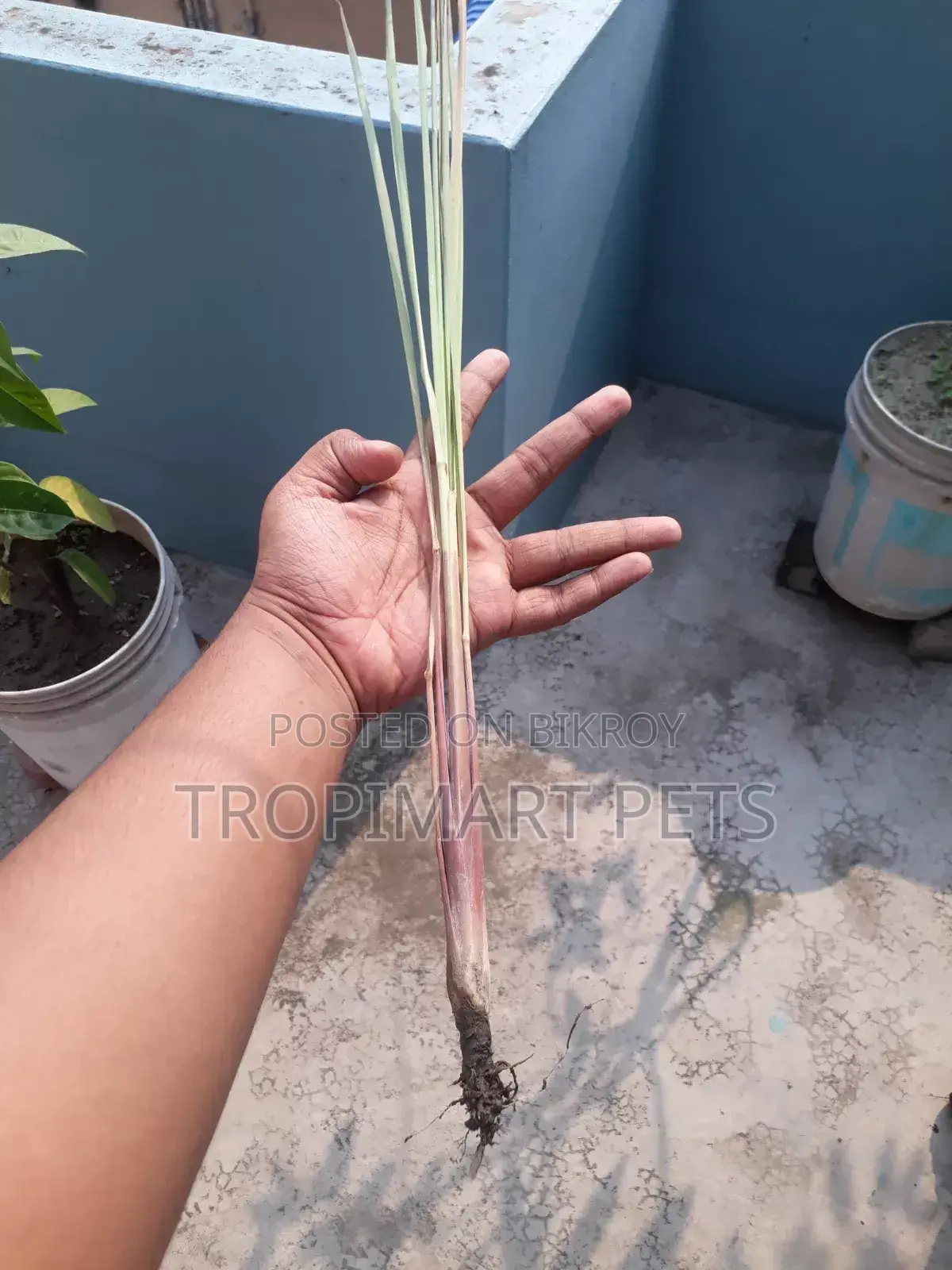 থাই পাতা গাছ। উচ্চ মানের চারা
