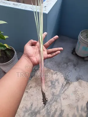 Thai Leaf Plant. High Quality Seedling
