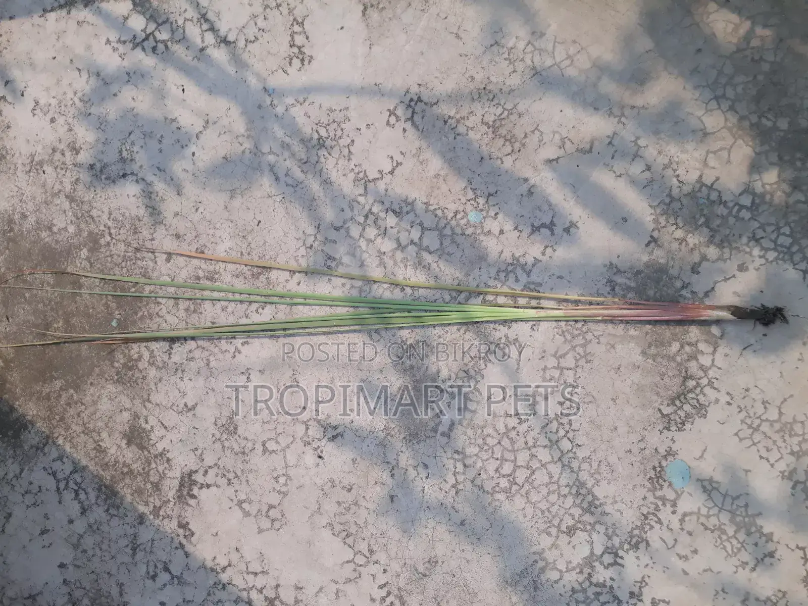থাই পাতা গাছ। উচ্চ মানের চারা
