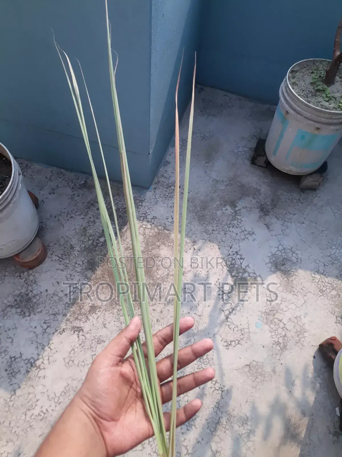 থাই পাতা গাছ। উচ্চ মানের চারা