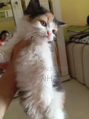 1-3 Months Female Purebred Persian