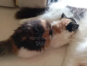 1-3 Months Female Purebred Persian