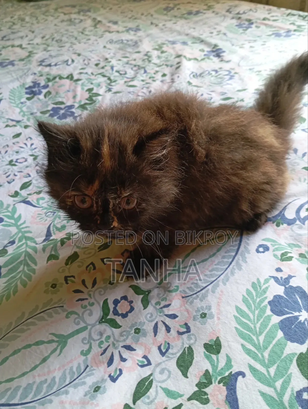 1-3 Months Female Purebred Persian
