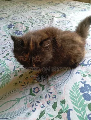 1-3 Months Female Purebred Persian