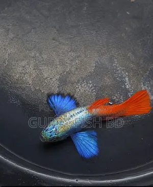 RTP Guppy Fish