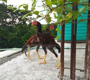 মুরগি বিক্রি দুইটি অরজিনাল আসিল