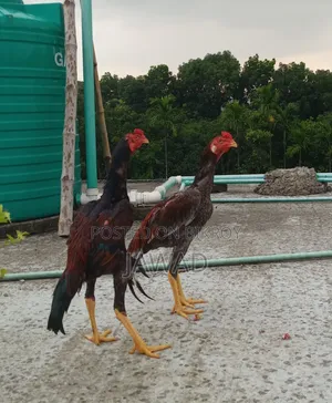 মুরগি বিক্রি দুইটি অরজিনাল আসিল