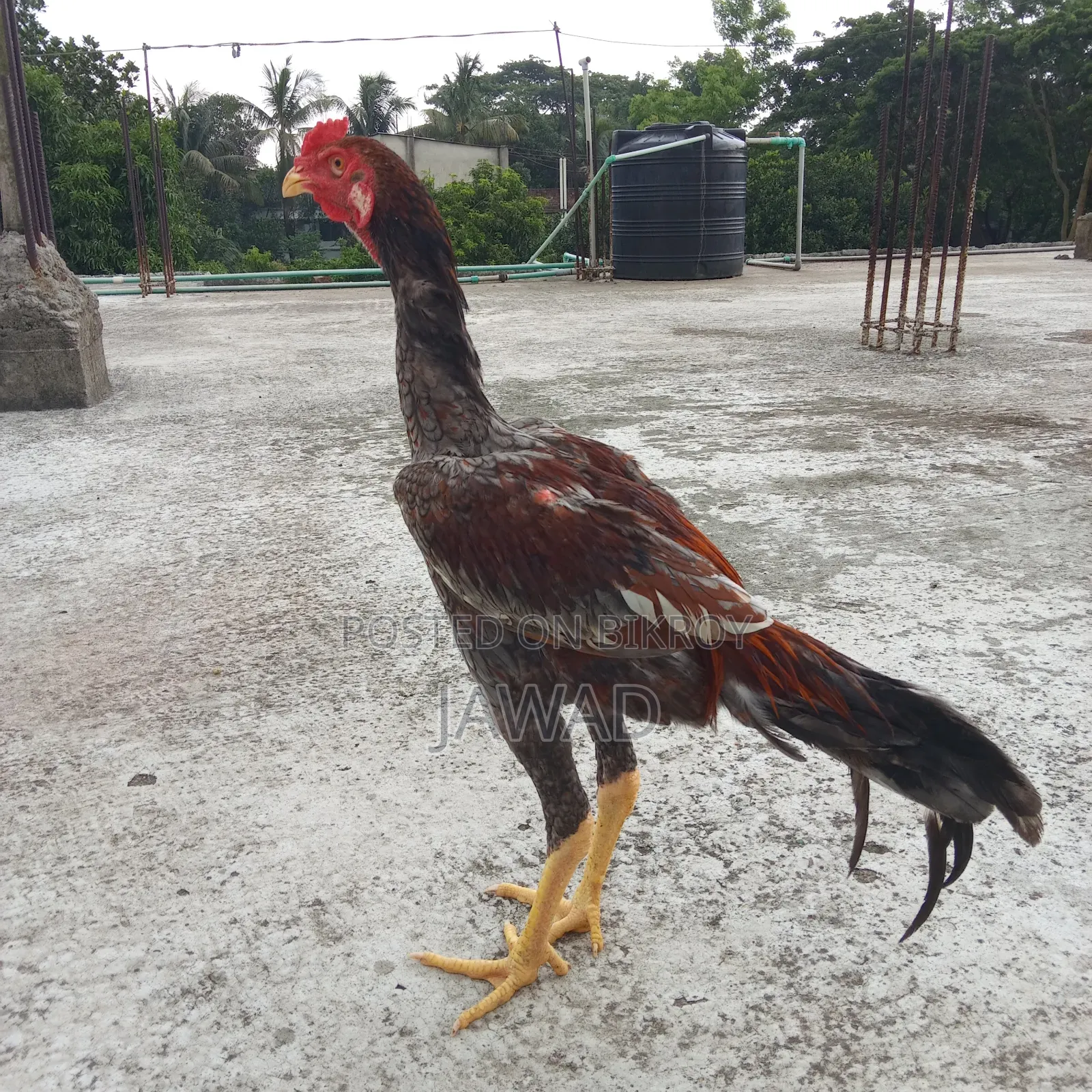 মুরগি বিক্রি দুইটি অরজিনাল আসিল