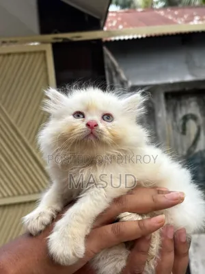 1-3 Months Female Purebred Persian