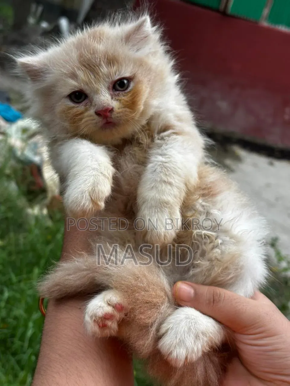 1-3 Months Female Purebred Persian