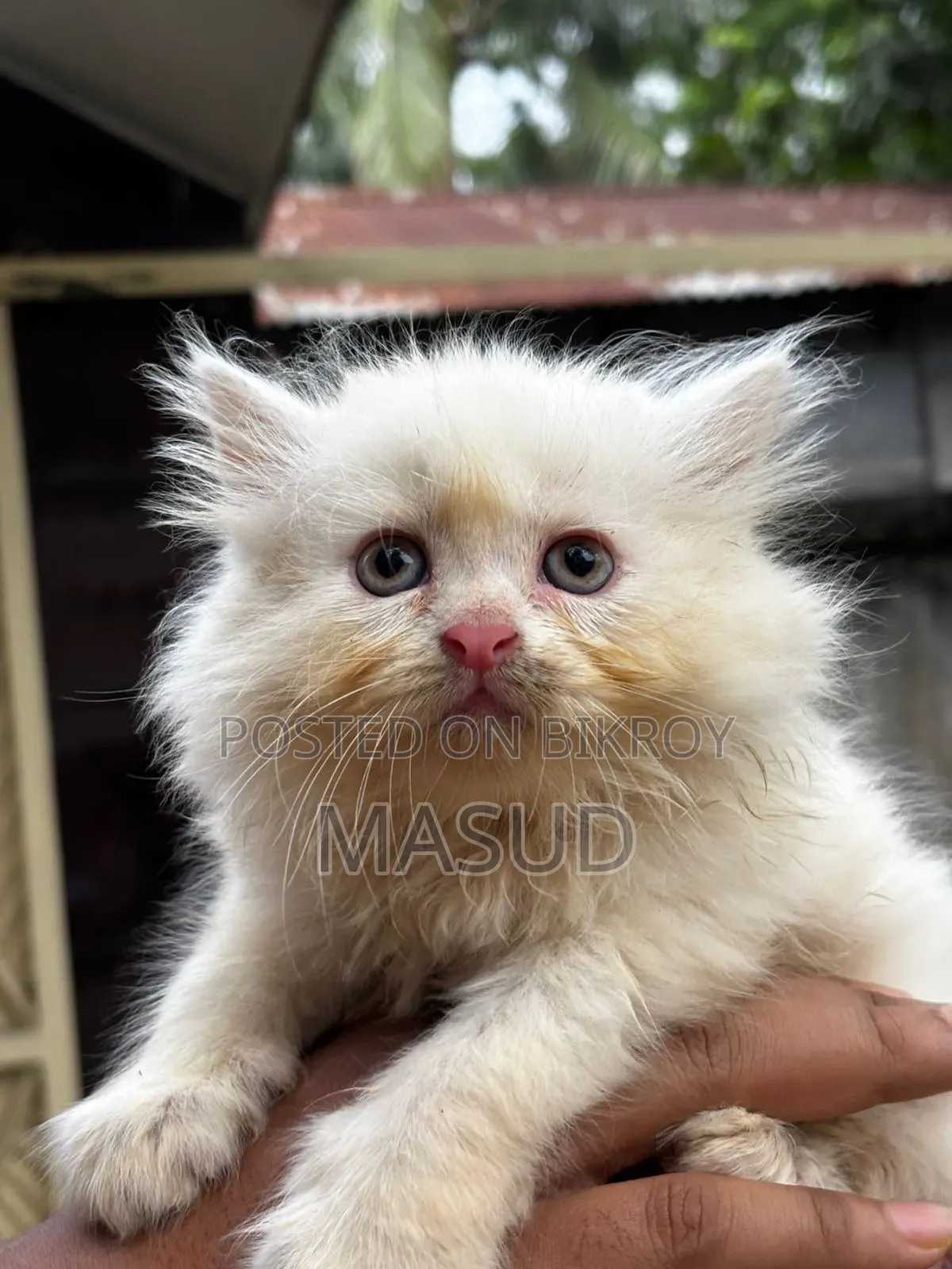 1-3 Months Female Purebred Persian