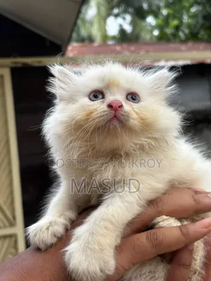 1-3 Months Female Purebred Persian