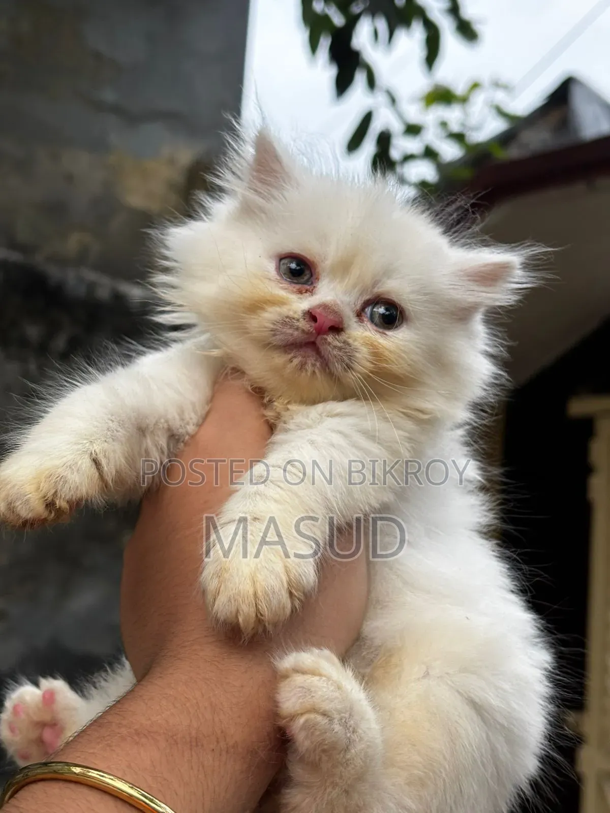 1-3 Months Female Purebred Persian