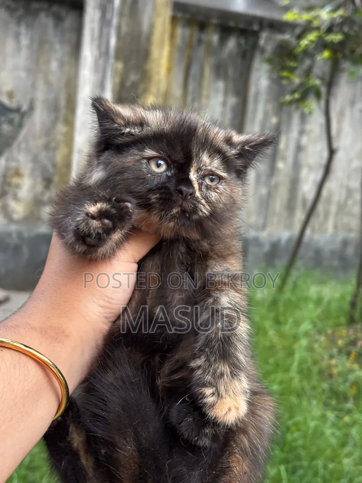 1-3 Months Female Purebred Persian