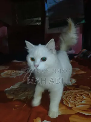 6-12 Months Female Mixed Breed Persian