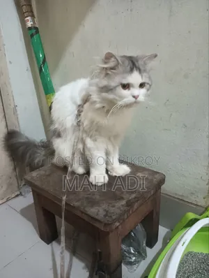 6-12 Months Female Mixed Breed Persian