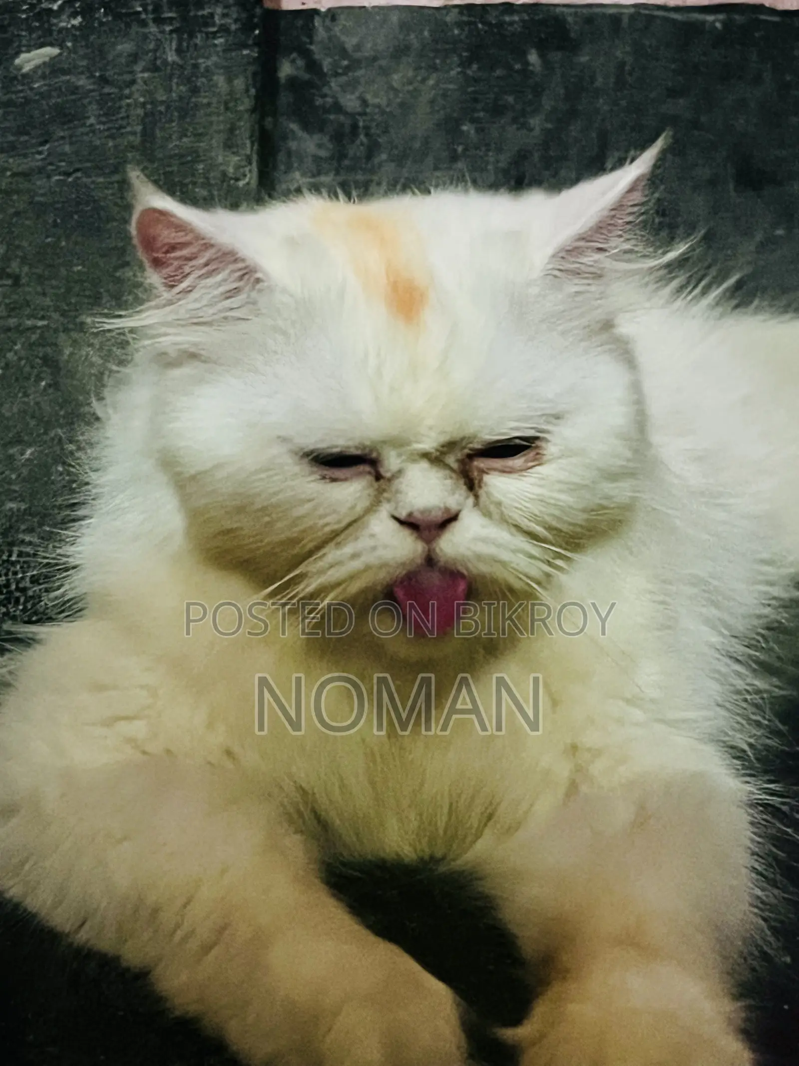 6-12 Months Female Purebred Persian Cat