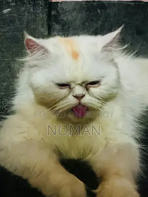 6-12 Months Female Purebred Persian Cat