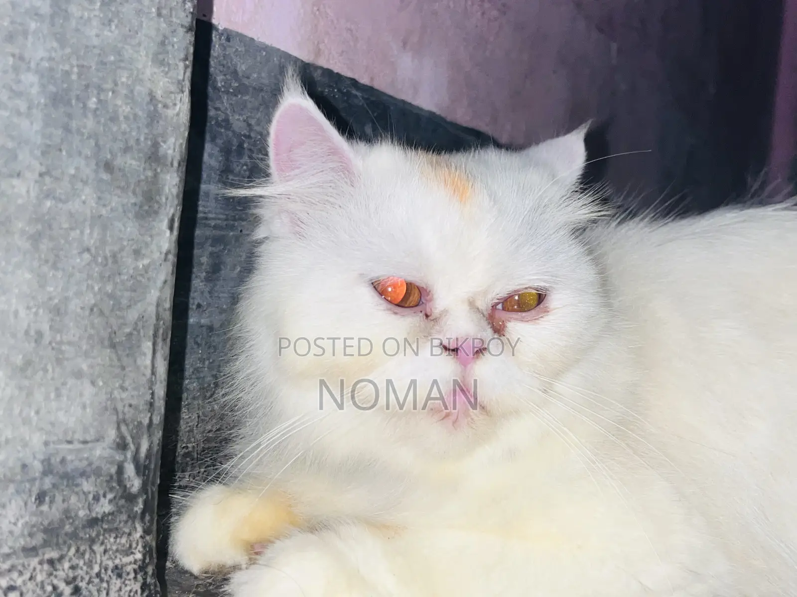 6-12 Months Female Purebred Persian Cat