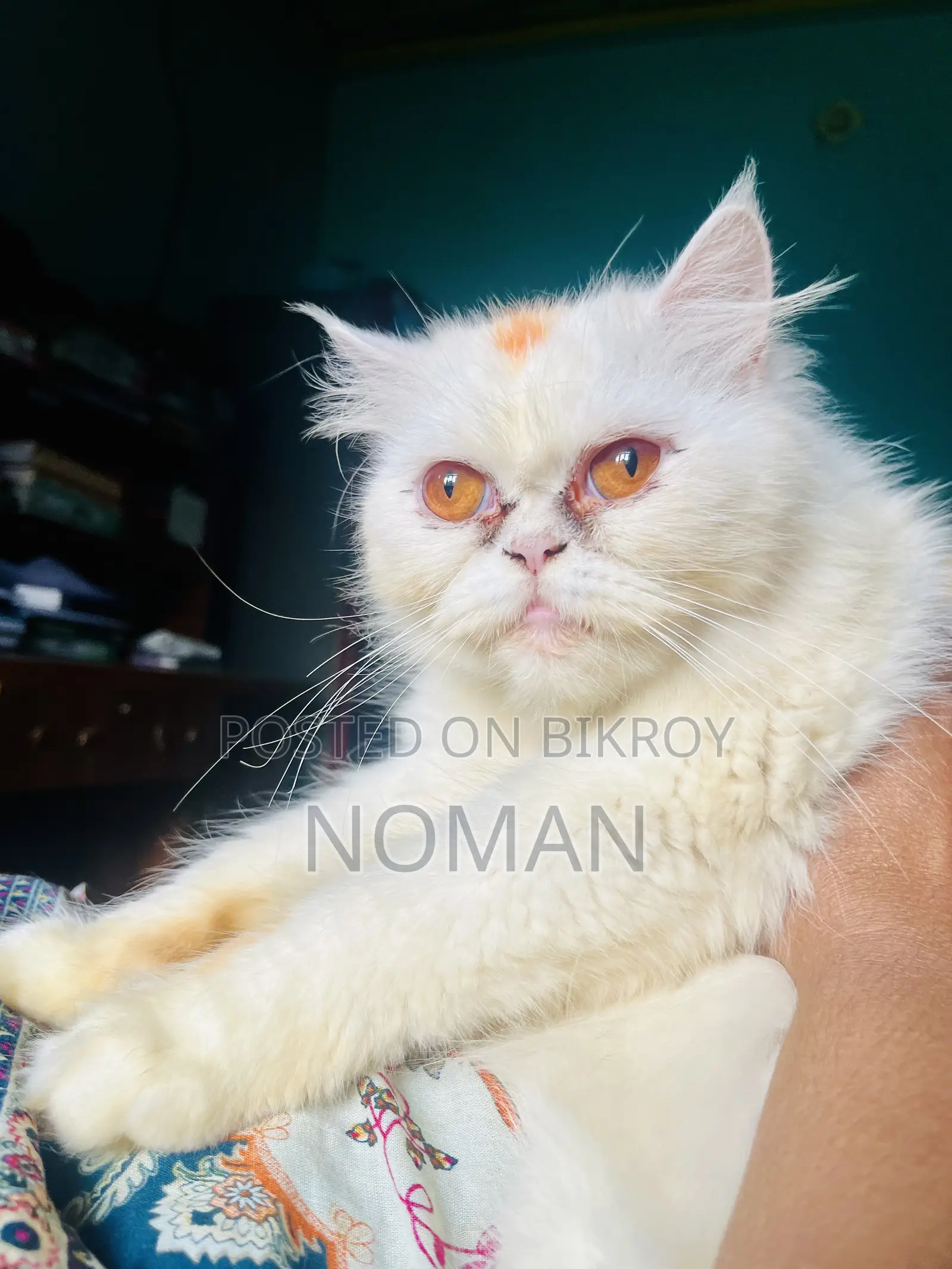 6-12 Months Female Purebred Persian Cat