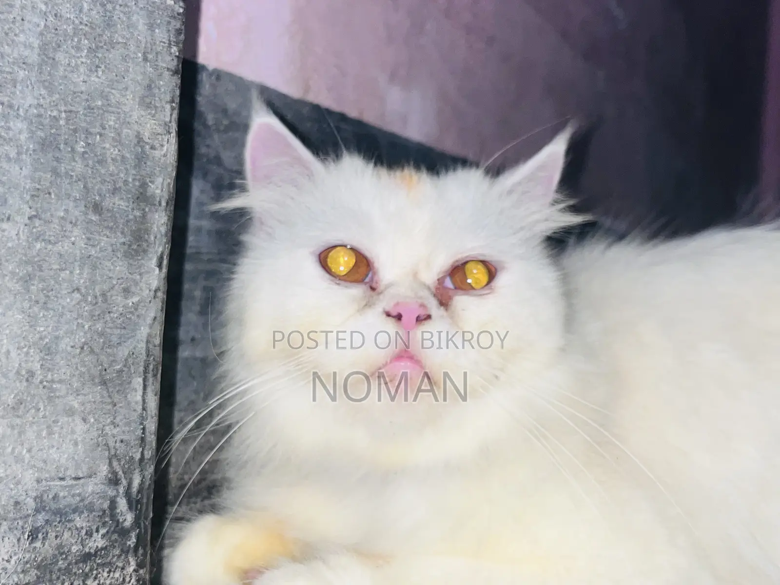 6-12 Months Female Purebred Persian Cat