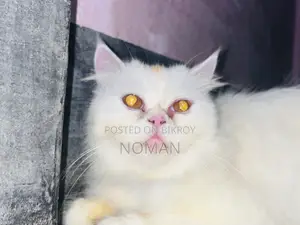 6-12 Months Female Purebred Persian Cat