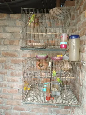 বাজরিকা পাখি খাচা সহ বিক্রি