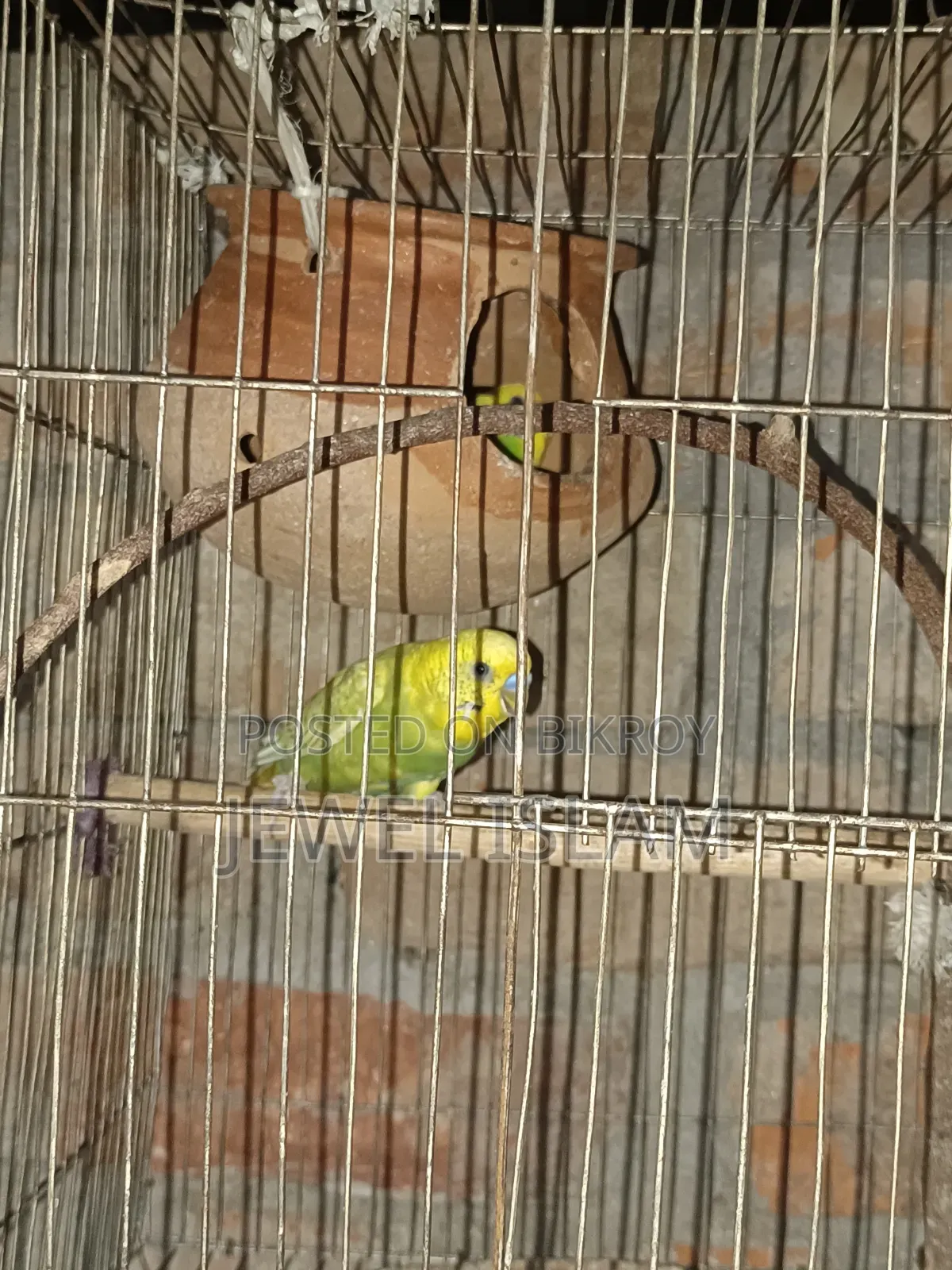 Budgerigar birds for sale with cage