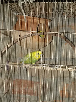 Budgerigar birds for sale with cage