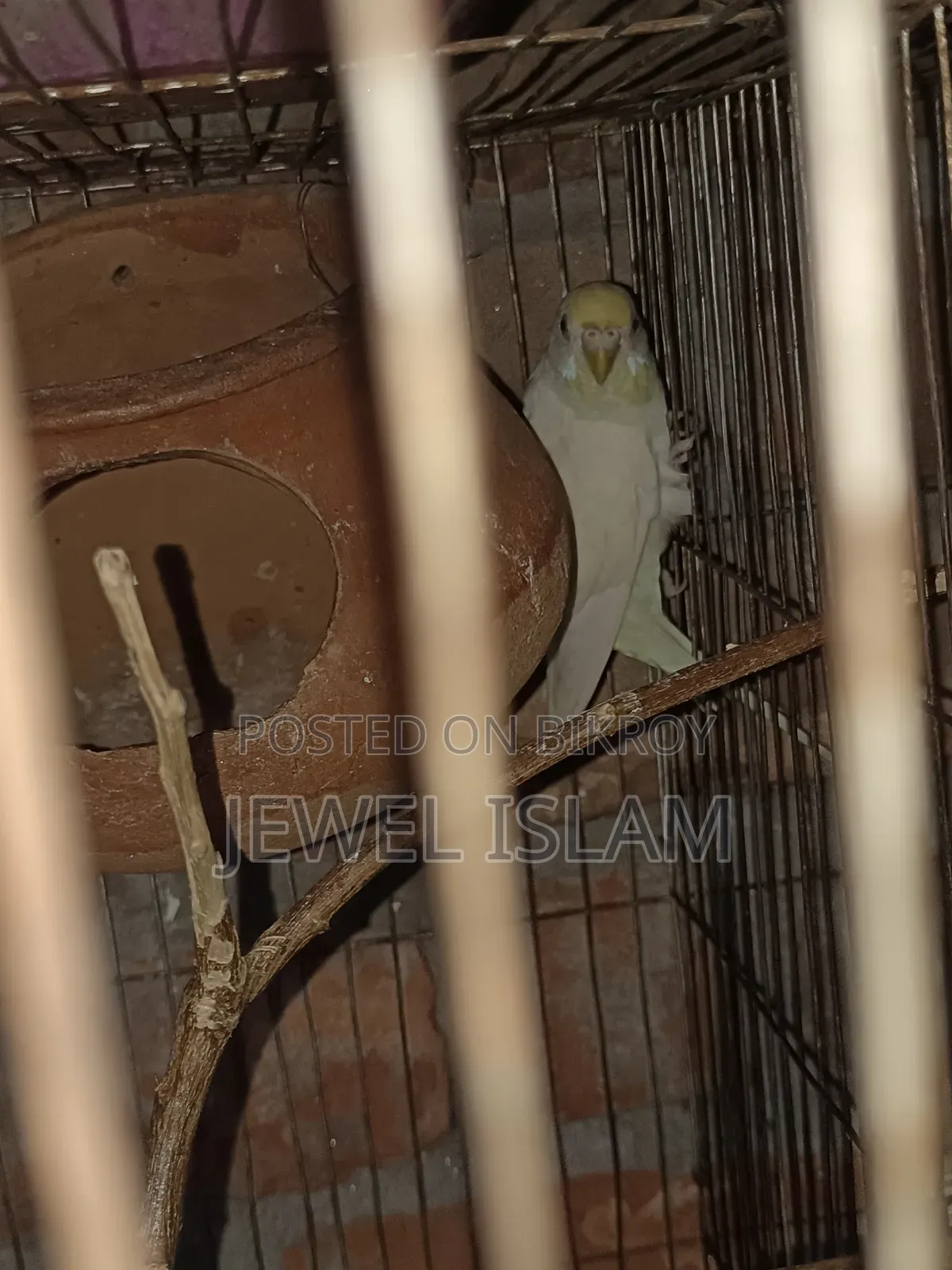 Budgerigar birds for sale with cage