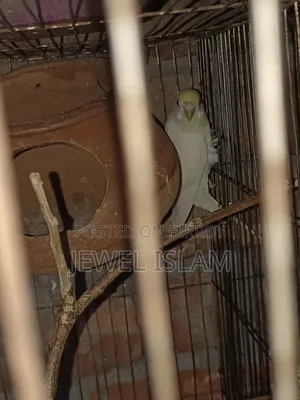 Budgerigar birds for sale with cage