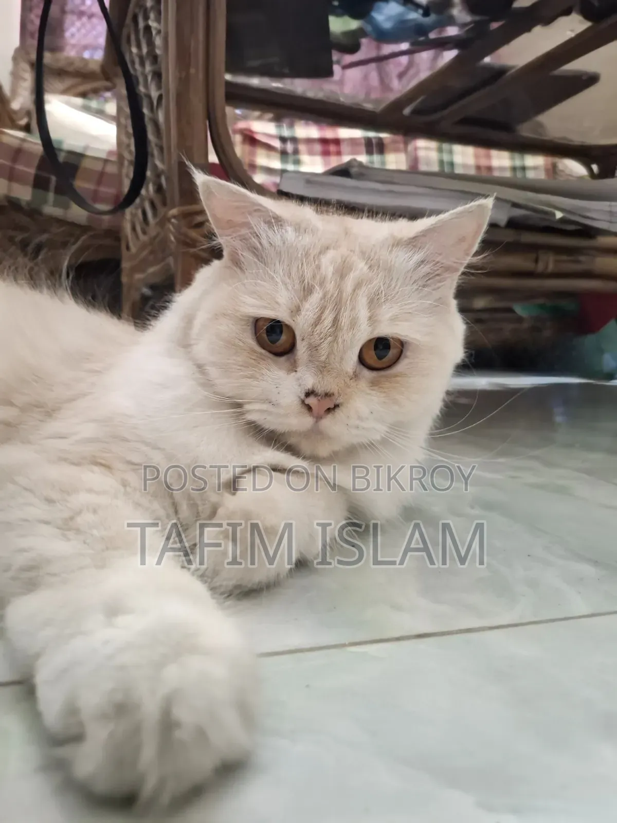 1+ Year Female Purebred Persian