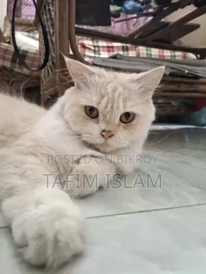 1+ Year Female Purebred Persian