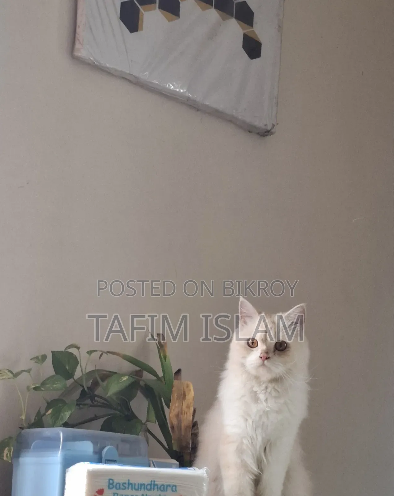 1+ Year Female Purebred Persian