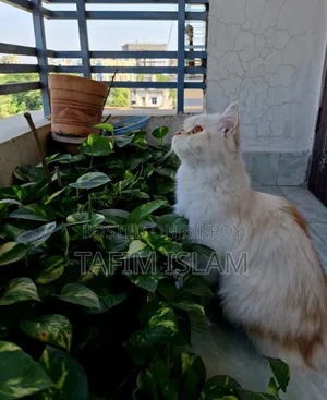 1+ Year Female Purebred Persian