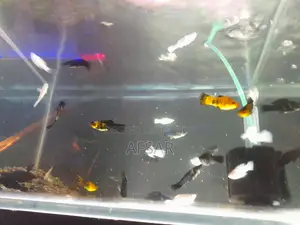 Aquarium Molly Fish