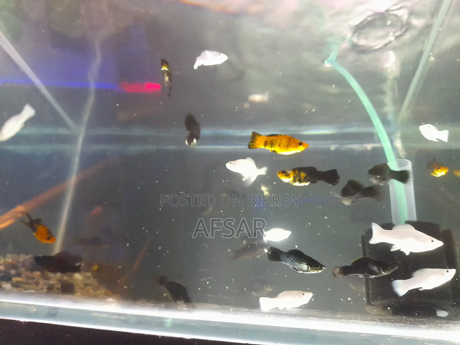 Aquarium Molly Fish