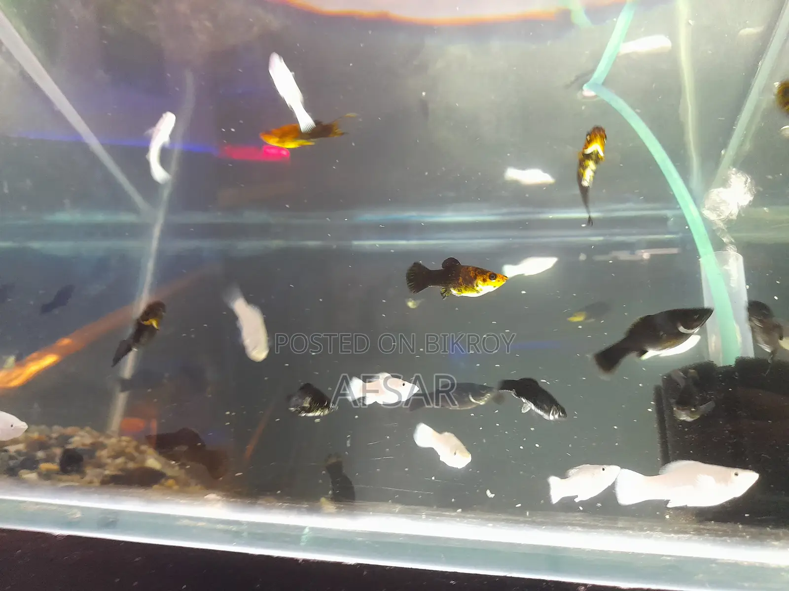 Aquarium Molly Fish