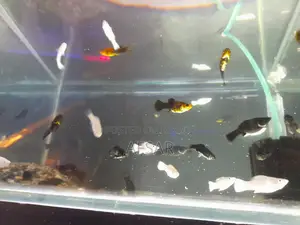 Aquarium Molly Fish