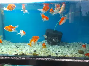 Big Gold Fish