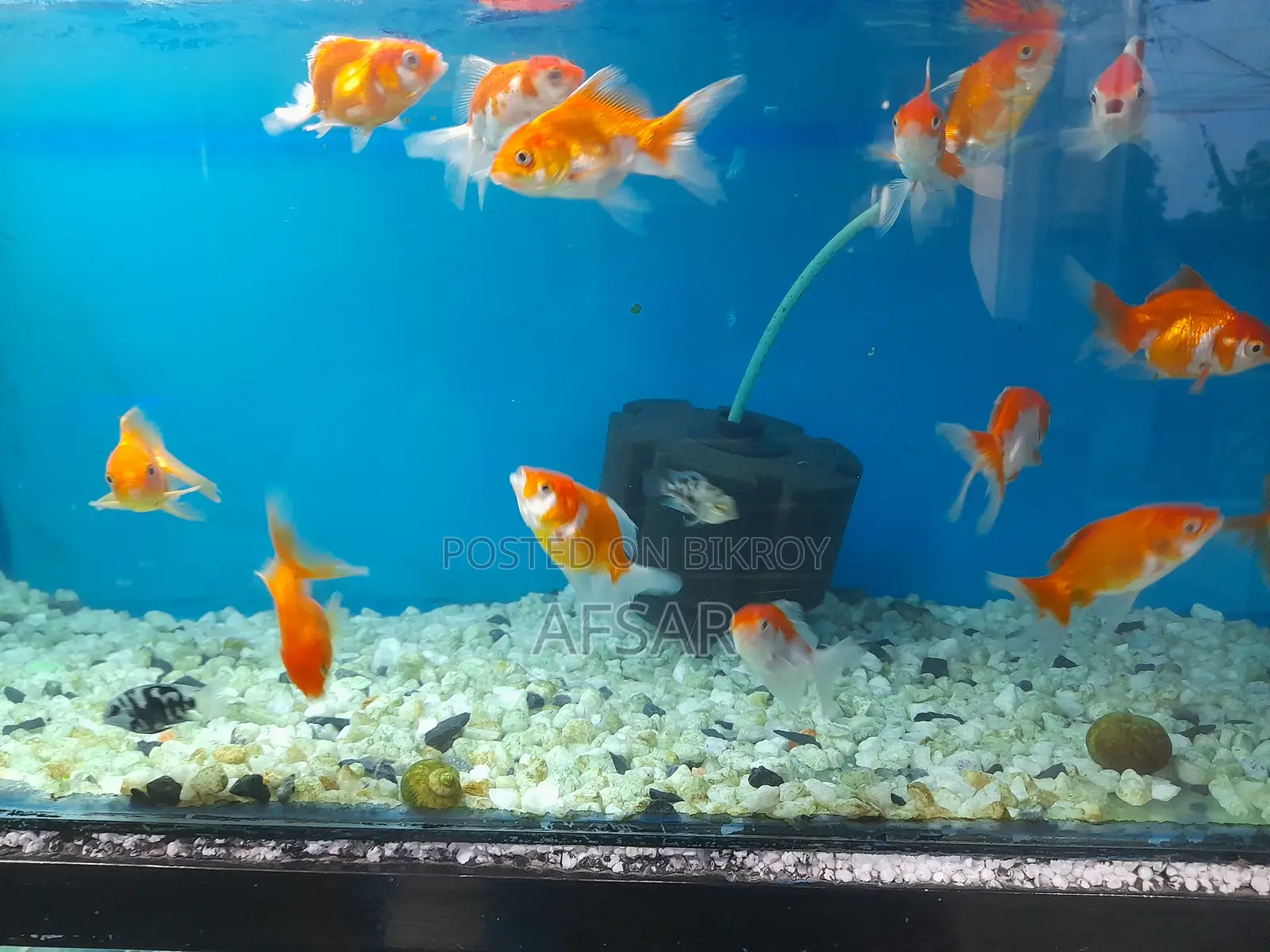 Big Gold Fish