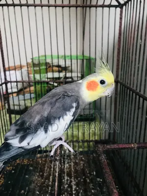 Cockatiel Bird