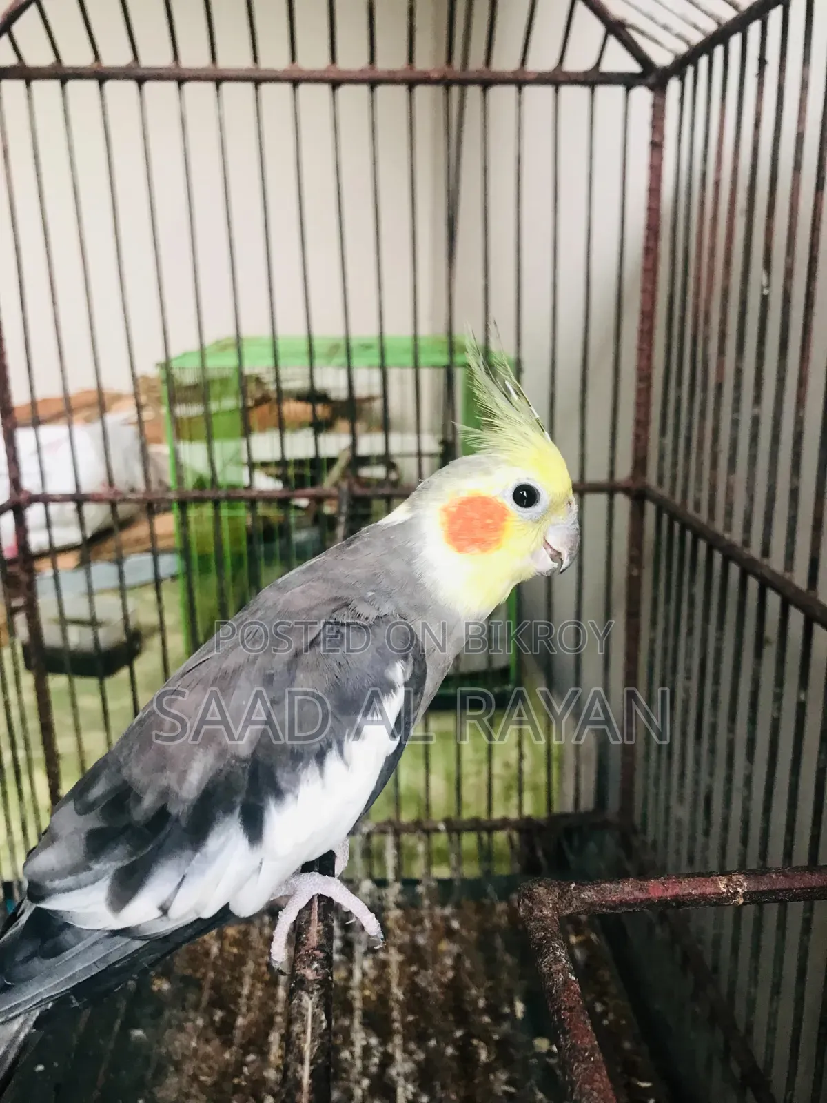 ককাটেল পাখি